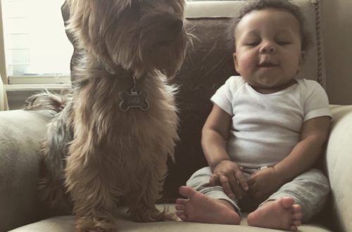 introducing your dog to your new baby